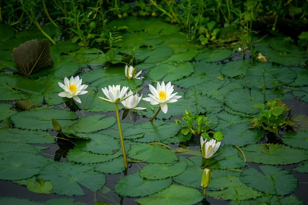 연못에 피는 수련 Nymphaeaceae 수련 릴리 강과 연못은 장마철에 흰 수련으로 가득 차 있습니다 방글라데시의 국화