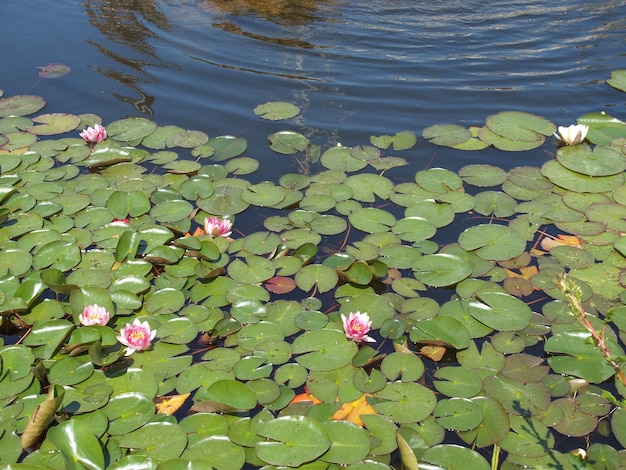 Water lily plant (Nymphaea) in a pond