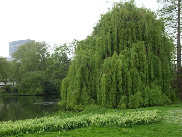 Кувшинка (Nymphaea) в пруду