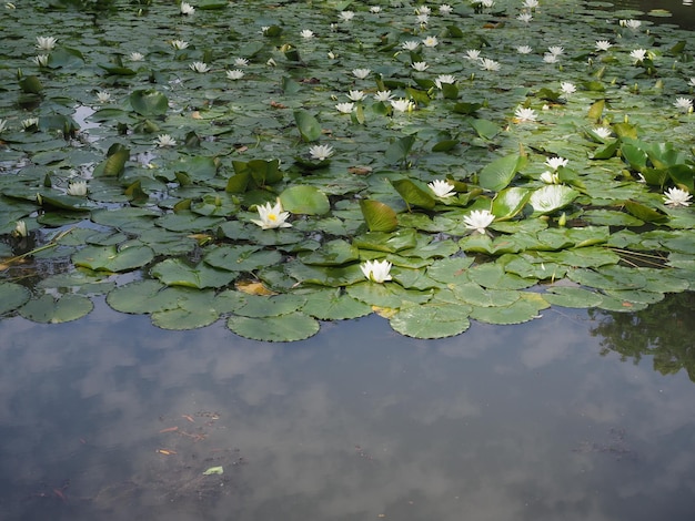 Photo water lily plant scient name nymphaea in a pond