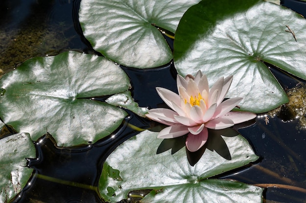 Photo water lily in a pond