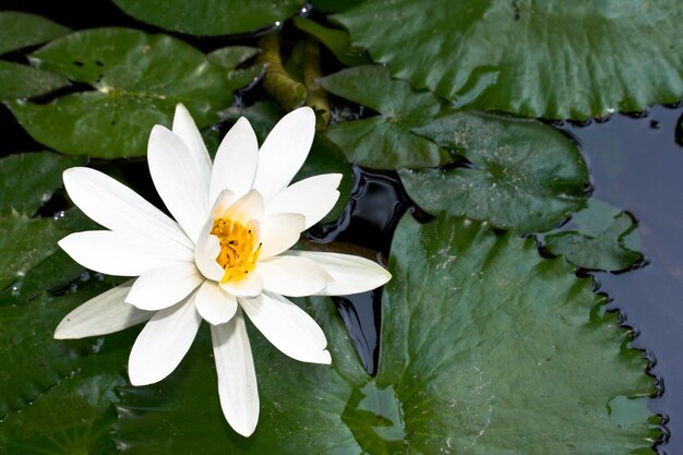 Water lily in pond