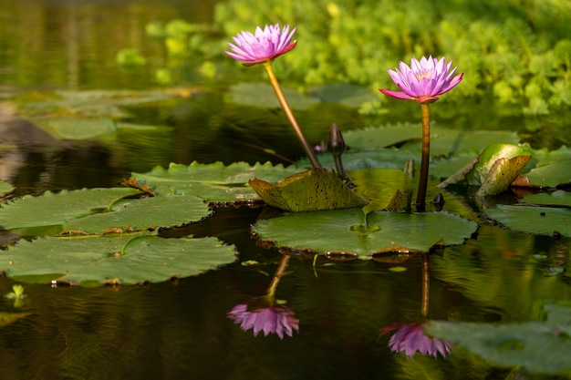 Water Lily In Pond