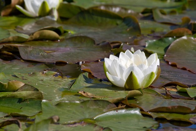 Photo water lily white flowers on the lake