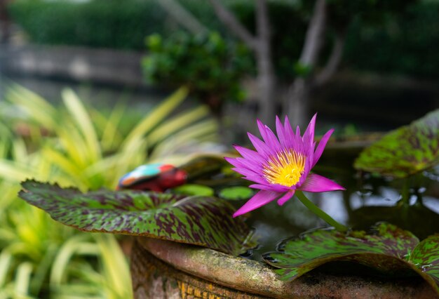 Water lily with lotus leaf in basin