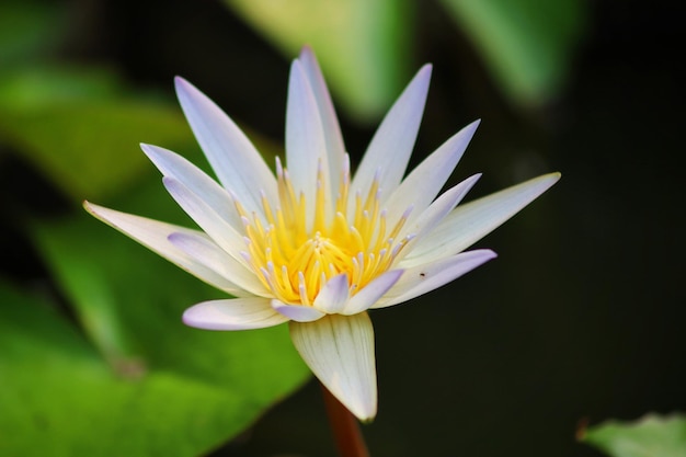 A water lily with the yellow center and the yellow center.