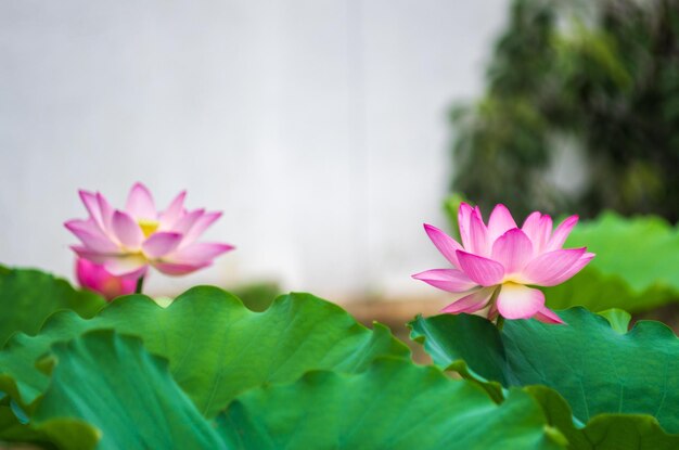 Photo water lily