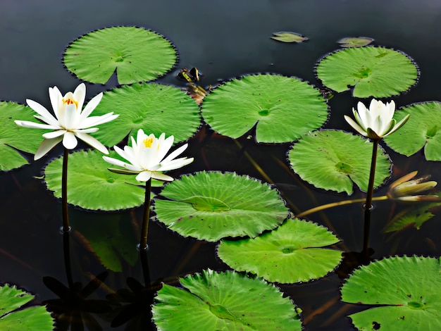 Water Lily