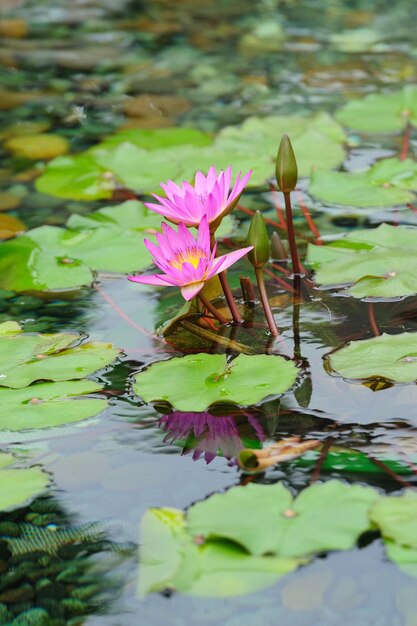 水花