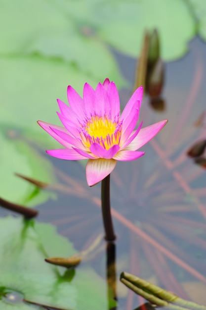 Water Lily