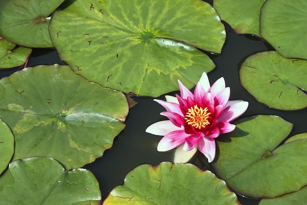 Water lily