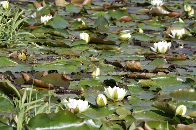 Photo water lily