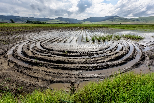 Water in the middle of flooded agriculture crops