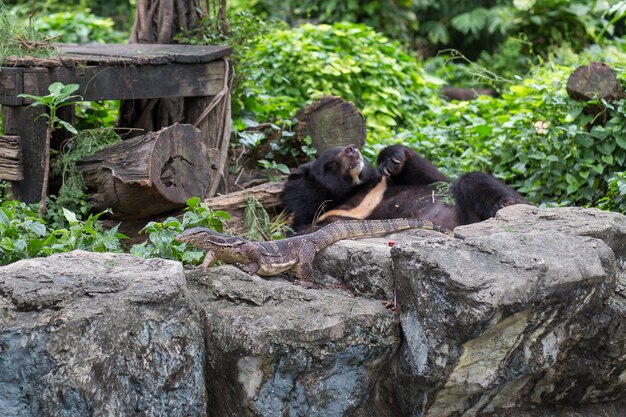 ウォーターモニターと黒い熊、動物園、タイ。