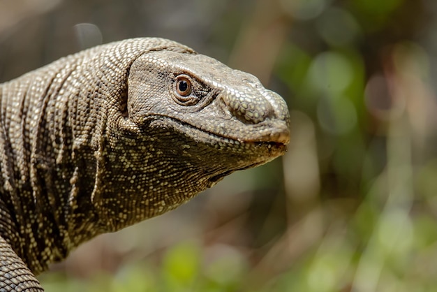 Водяной варан Varanus salvator в Шри-Ланке