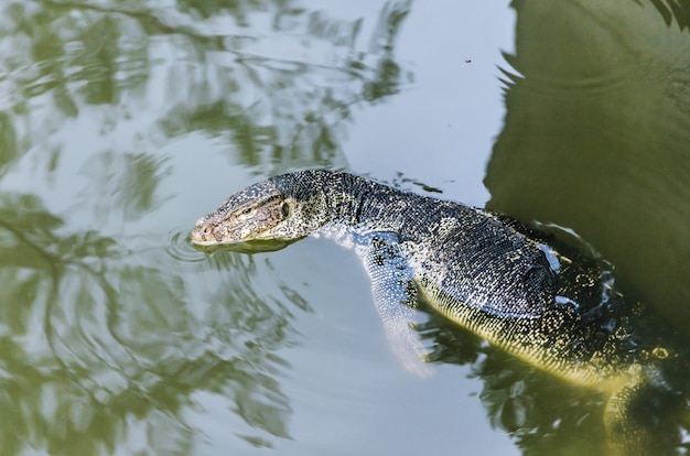 水モニタトカゲ