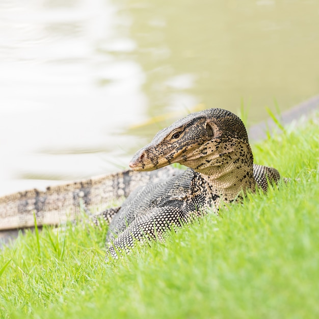 Water monitor