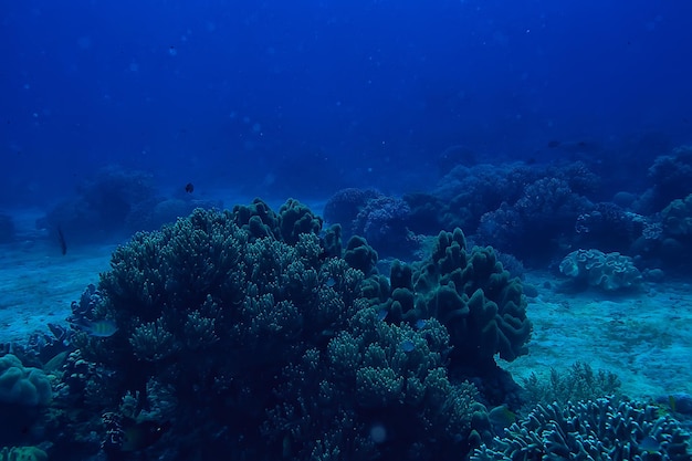 Sotto l'acqua oceano / paesaggio mondo sottomarino, scena blu idillio natura