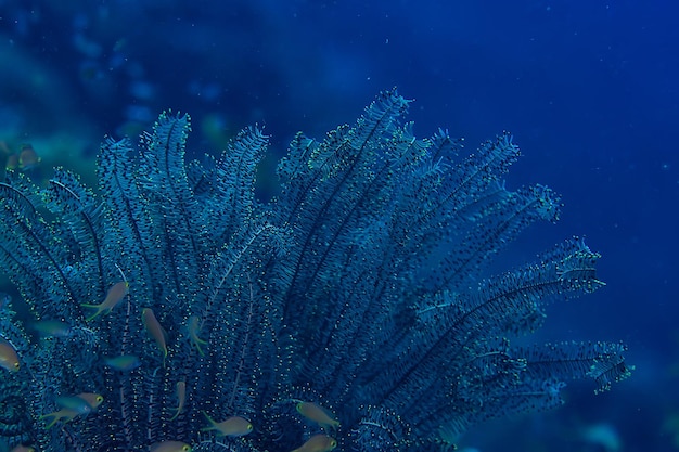 under water ocean / landscape underwater world, scene blue idyll nature