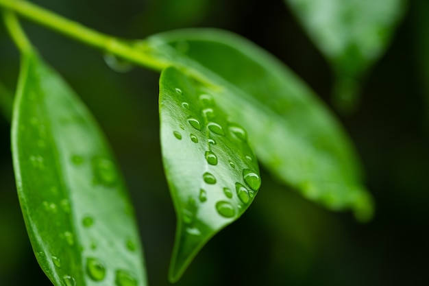 Water op bladeren achtergrond