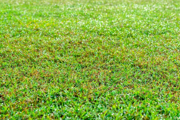 Water op het gras.