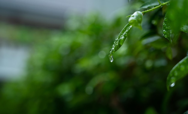 Water op verlof achtergrond Groen blad natuur druppel rainning