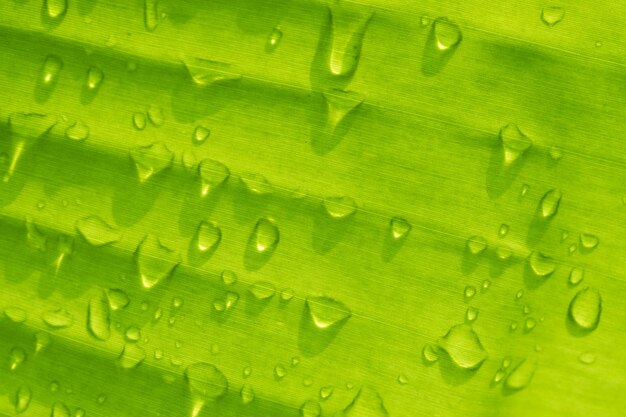 Water op verlofachtergrond, Groene bladaard