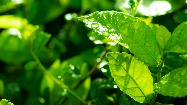 Water op verlofachtergrond, groene bladnatuur