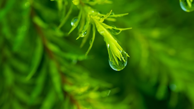 Water op verlofachtergrond, Groene bladnatuur