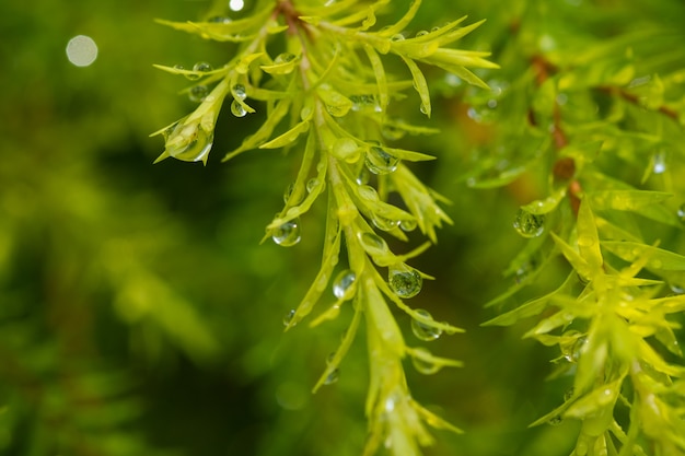 Water op verlofachtergrond, Groene bladnatuur