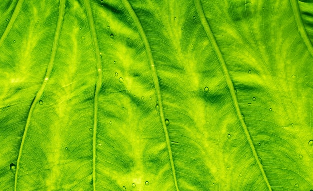 Water op verlofachtergrond, Groene bladnatuur