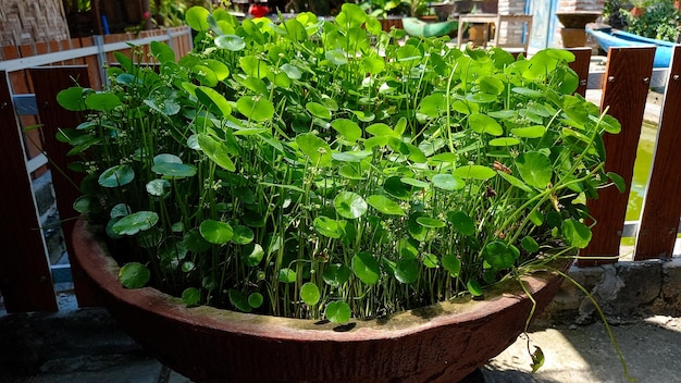 Water Pennywort's scientific name is Hydrocotyle umbellata Beautiful green plants