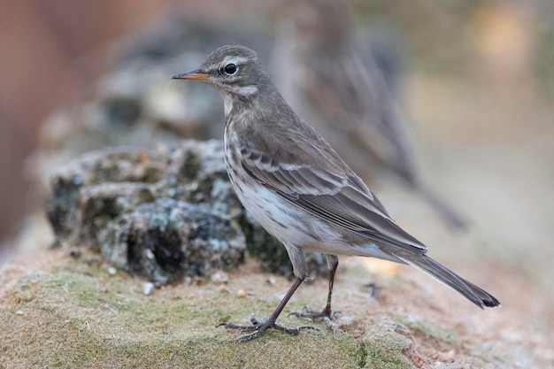 물웅덩이(Anthus spinoletta) 스페인 톨레도