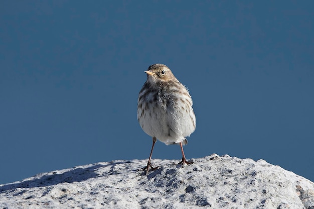 Водяной конёк Anthus spinoletta