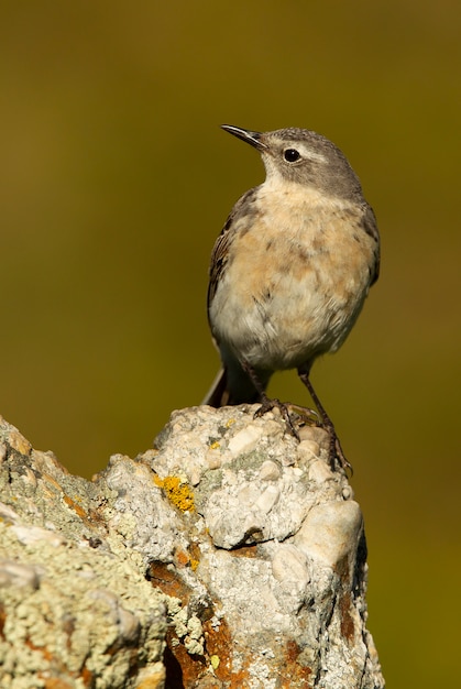 Water pipit photographed with the first lights of the morning