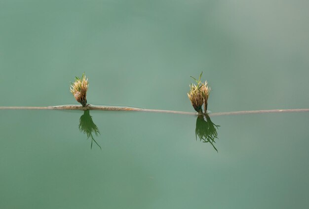 湖の水草緑の水