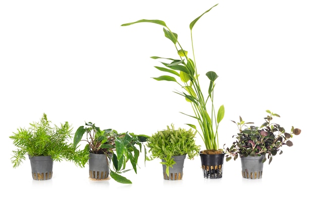 Water plants in front of white background