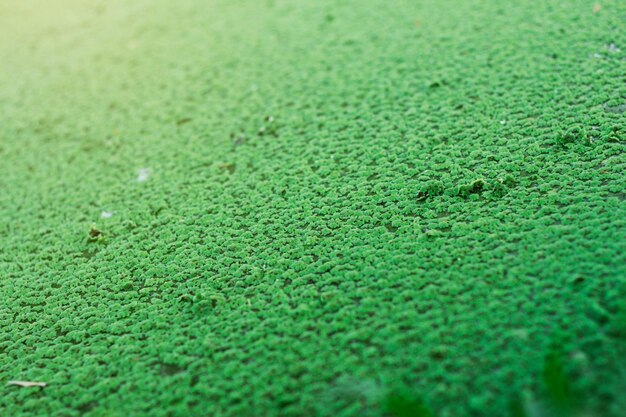 写真 背景を持つ水の植物。