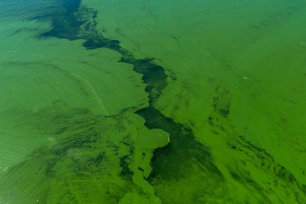 Photo water pollution by blooming blue green algae cyanobacteria is world environmental problem