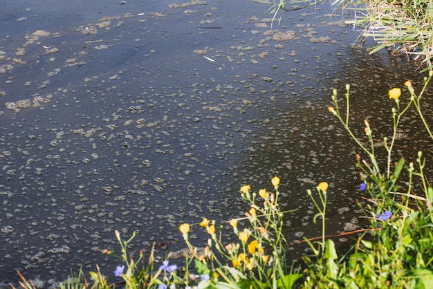 藍藻の発生による水質汚染。水面に生える緑藻。背景またはテクスチャとして開花する水。有害な藻類が発生する水、川、湖。汚染されたものの生態