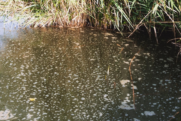 Foto inquinamento dell'acqua causato dalla fioritura di alghe verdi blu sulla superficie dell'acqua