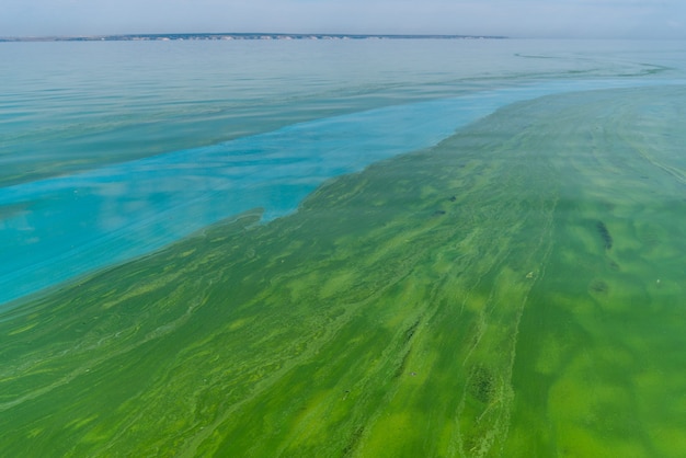 Photo water pollution by blooming bluegreen algae  cyanobacteria is world environmental problem water bodi...