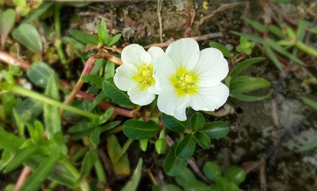 water primrose or Ludwigia peploides and in bengali Mulcha or Keshordam