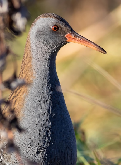 Water rail Rallus aquaticus A bird has entered the riverbank closeup