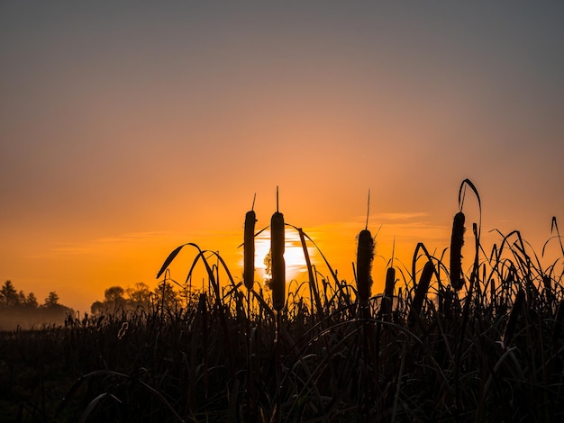 Water reed in the rays of the rising sun