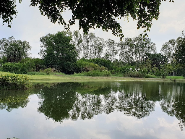 Water reflection of garden and sky in the pond