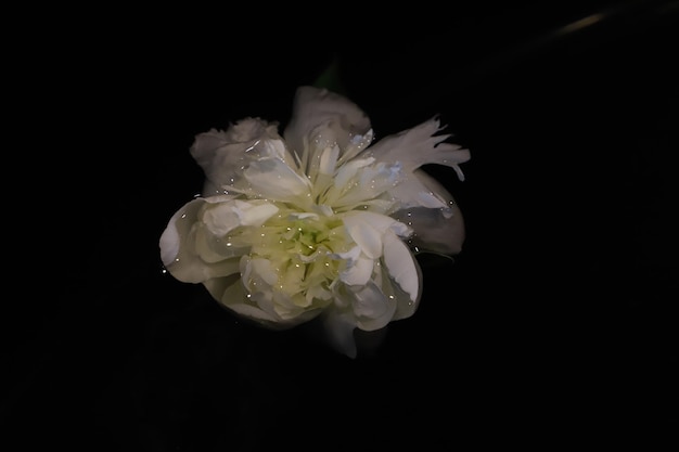 Water regen druppels op nat raam glas pioen bloemen lente bloeien bloemende bloesem van pioen