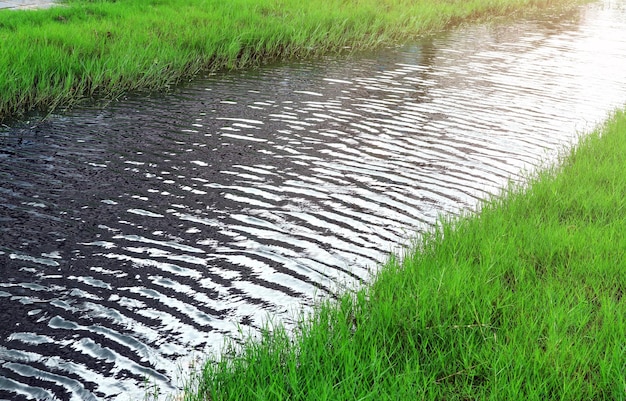 運河沿いの水の波紋と草