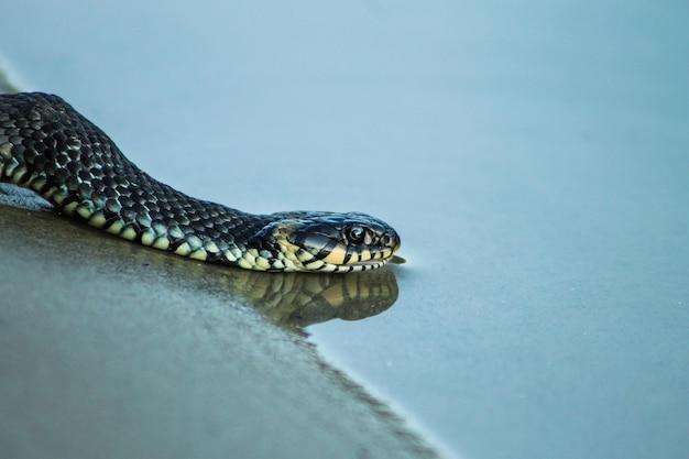 Water snake creeps after feeding