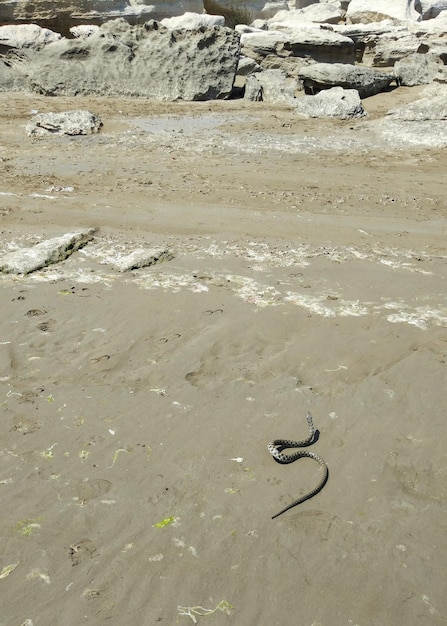 Water snake on the shore